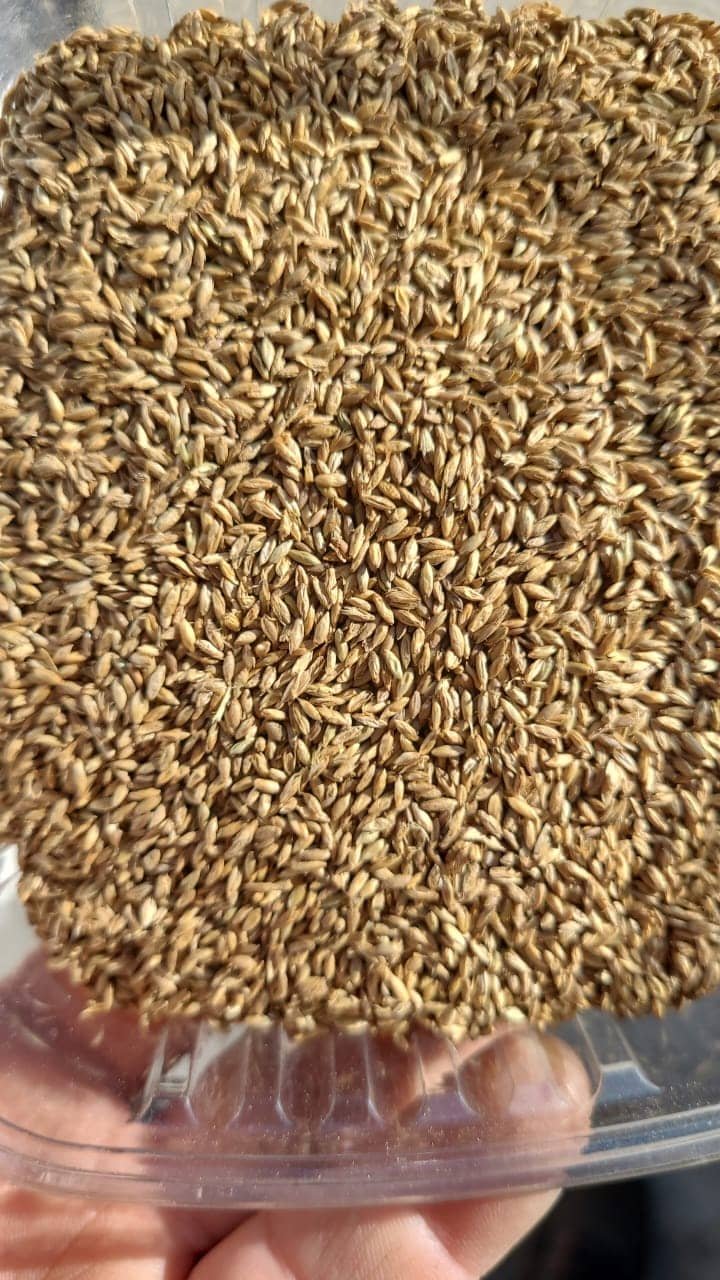 semilla de pasto panicum semilla de pasto panicum